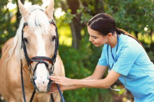 Young veterinarian examining palomino horse outdoors on sunny day