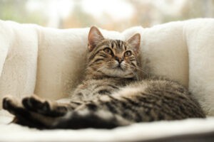 Cute tabby cat on pet bed at home, closeup
